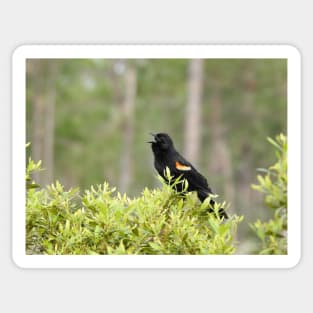 Red-winged Blackbird Sticker